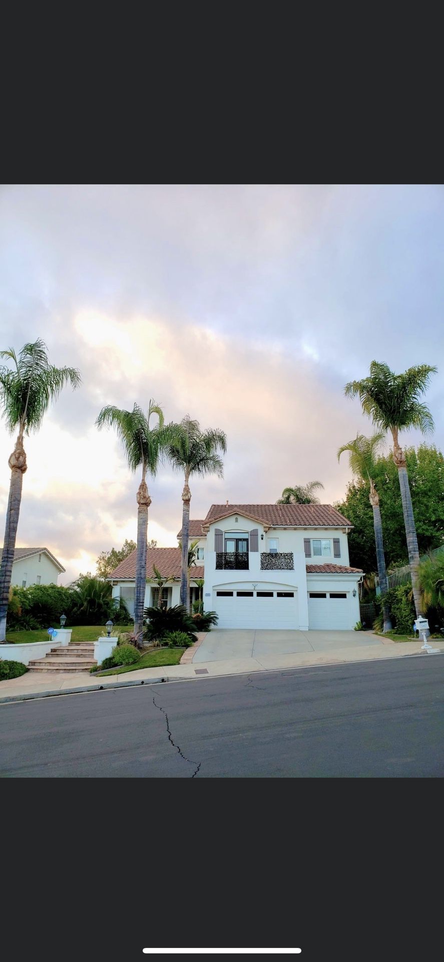 Palm Tree Cleanup 