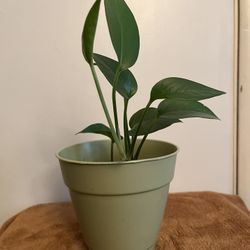 Live House Plant