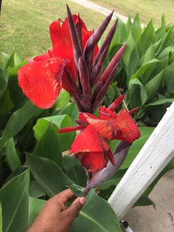 Canna bulbs $5