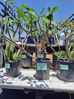 Plumeria White Color. Snake Plant. Chaya And Nopal Plant