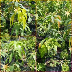 🥠MANGO FRUIT trees 3gl $35