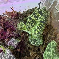 Macodes Petola Jewel Orchid 