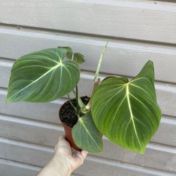 6” Gloriosum Philodendron