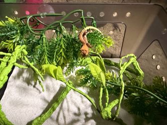Baby crested gecko enclosure
