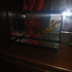 Fishes With Water Filter And Tank