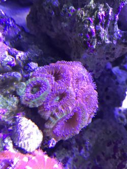 Coral acan