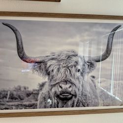 Longhorn Framed Photograph