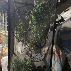 Reptile enclosure