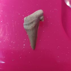 Shark Tooth
