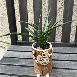 Mikado Snake Plant, Sansevieria Fernwood,  9" Tall Nice Pot With Double Message.  "I'm Happy Today" "I Am Angry Today"