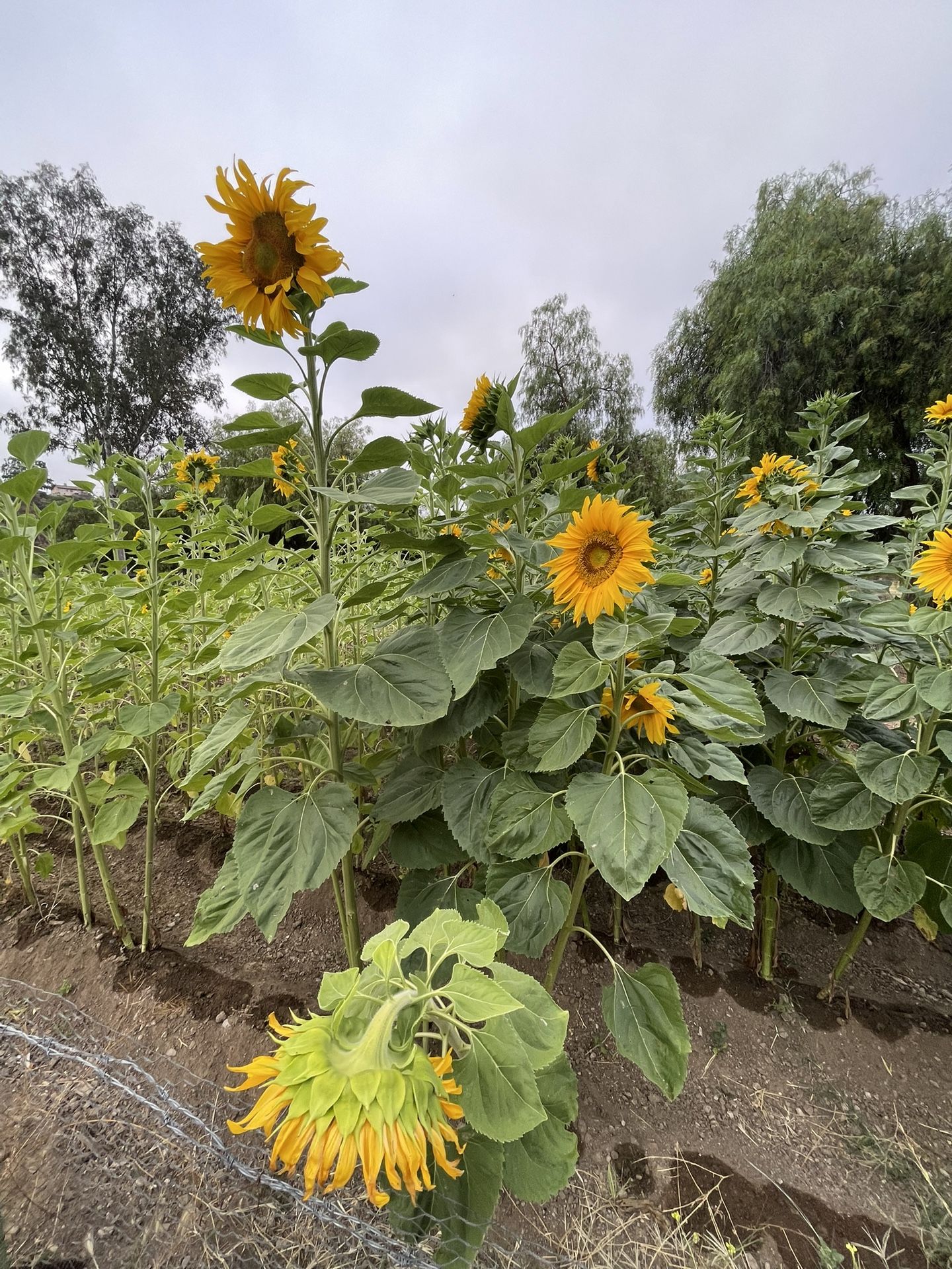 Sunflower
