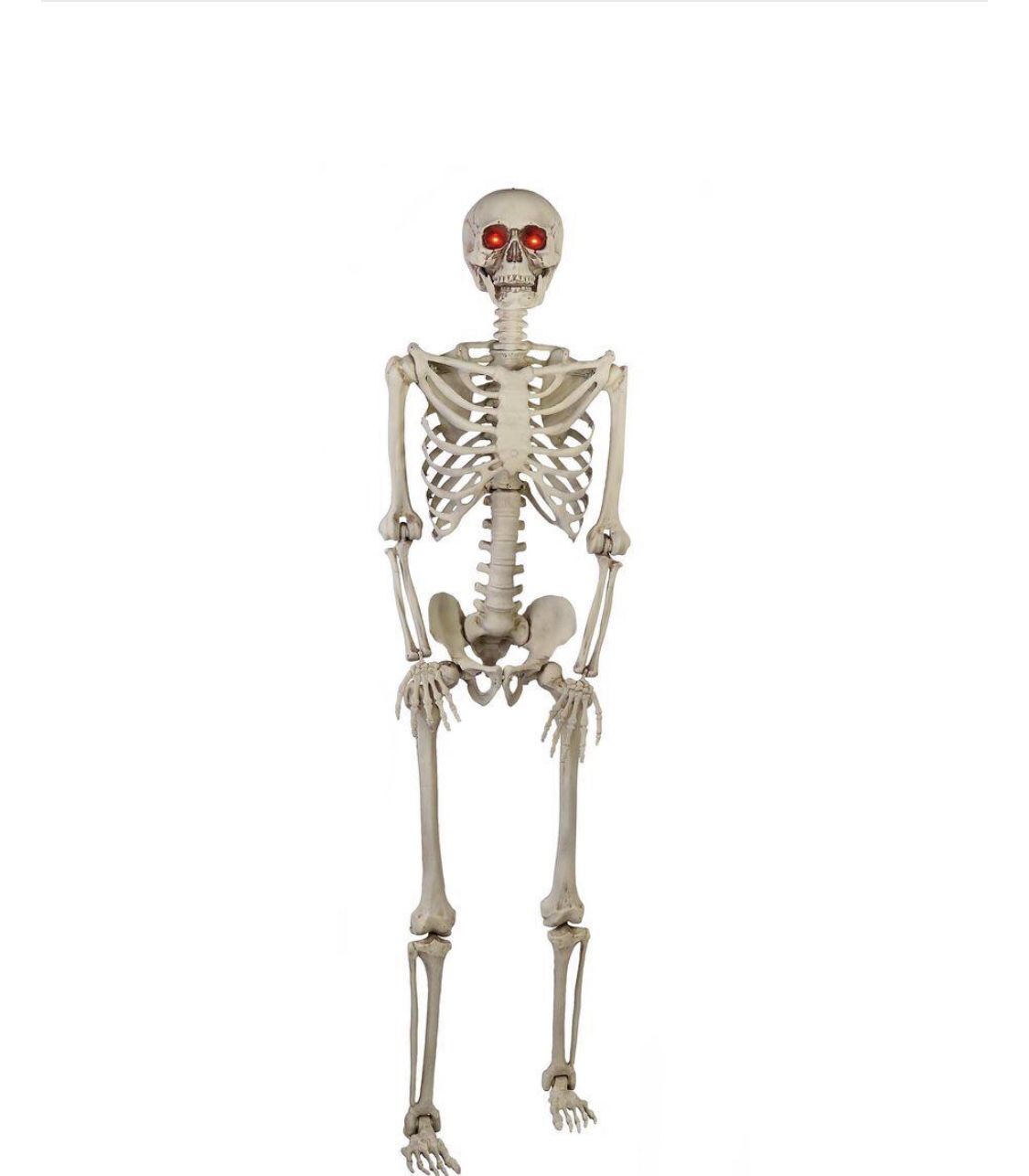 Skeleton 5ft