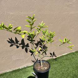 Blood Orange Plant (dwarf)