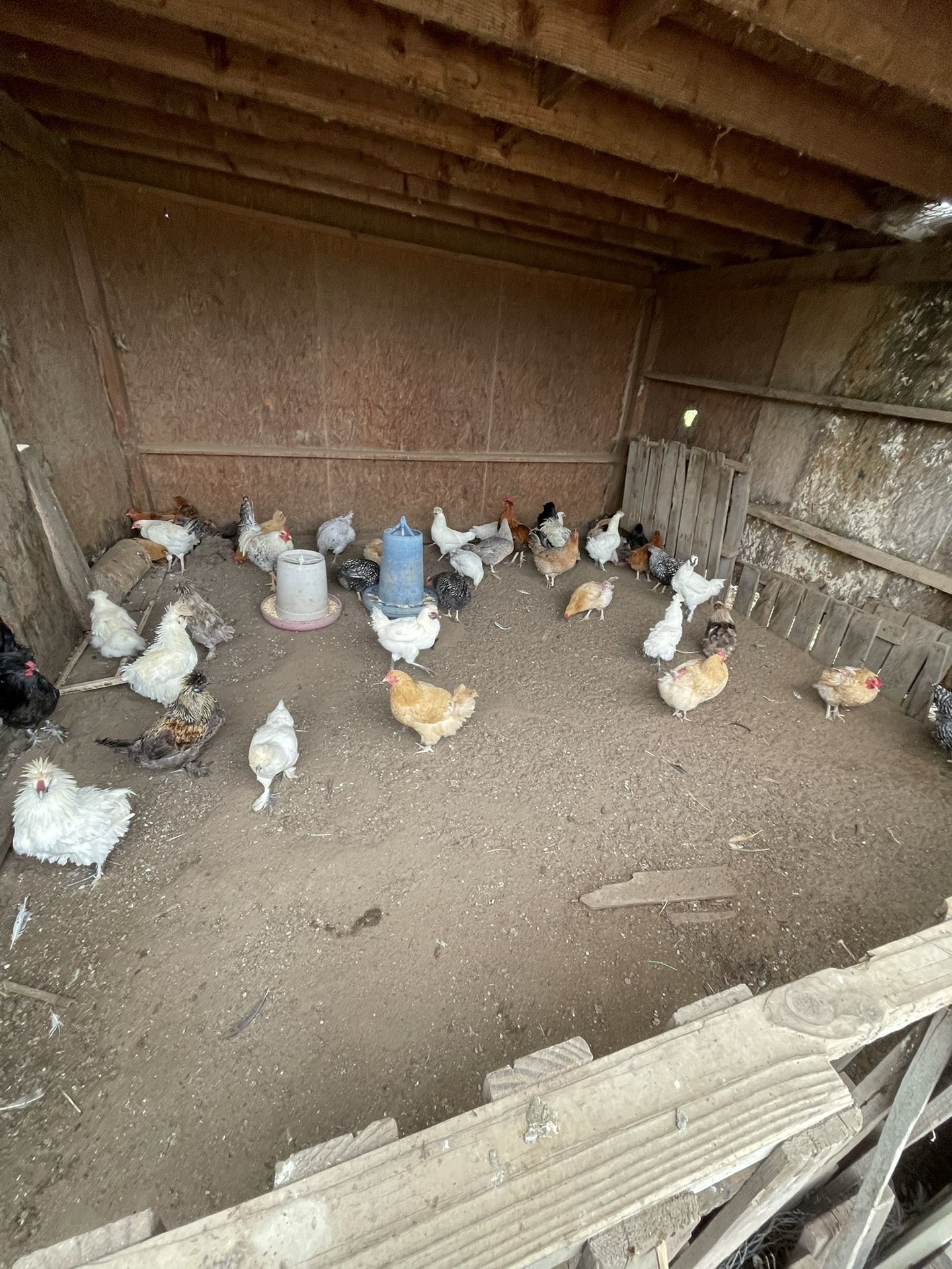 Comederos  Para Gallinas 