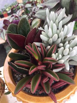 Succulents arrangement