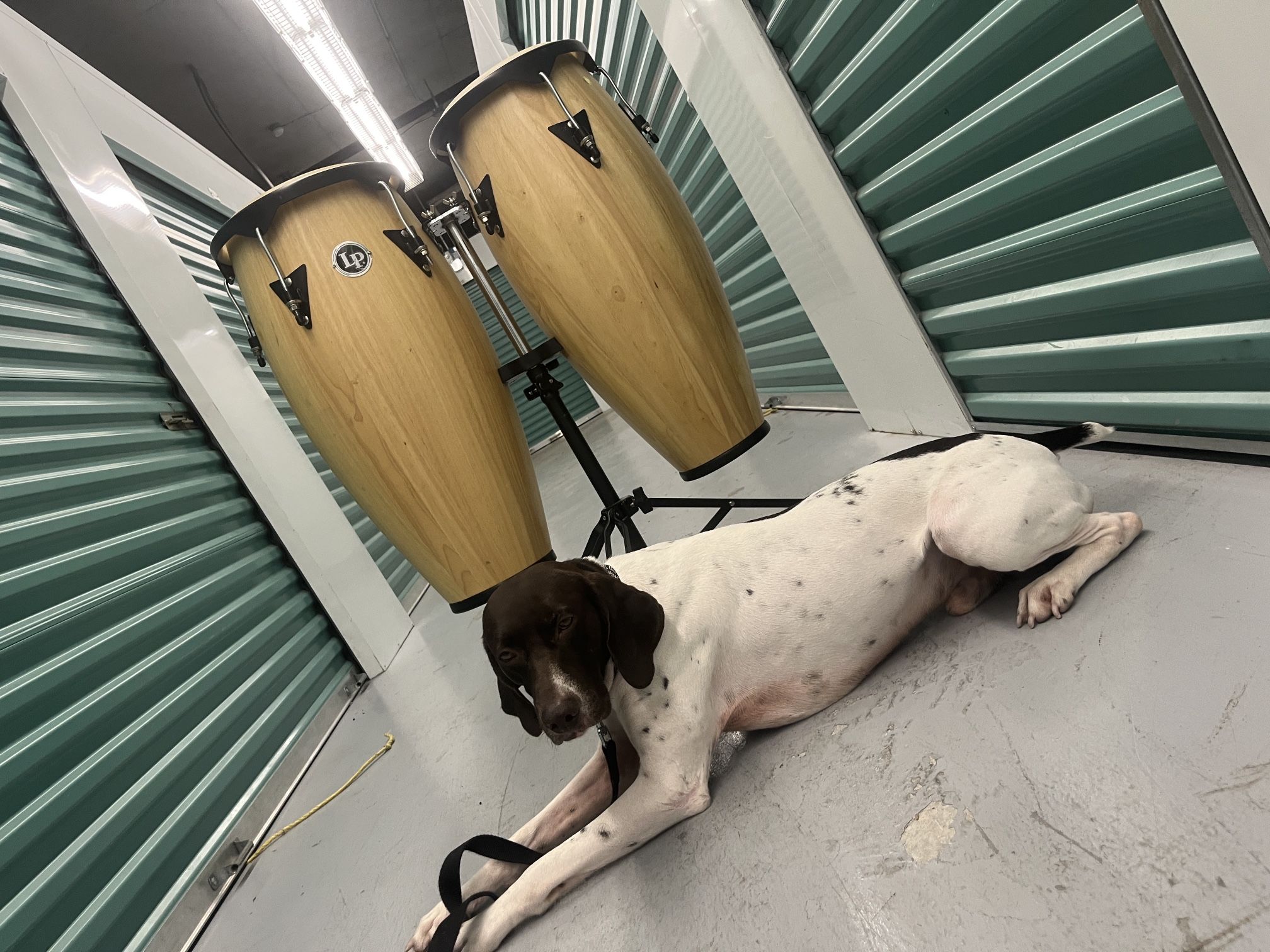 LP Conga Drum Set with Stand