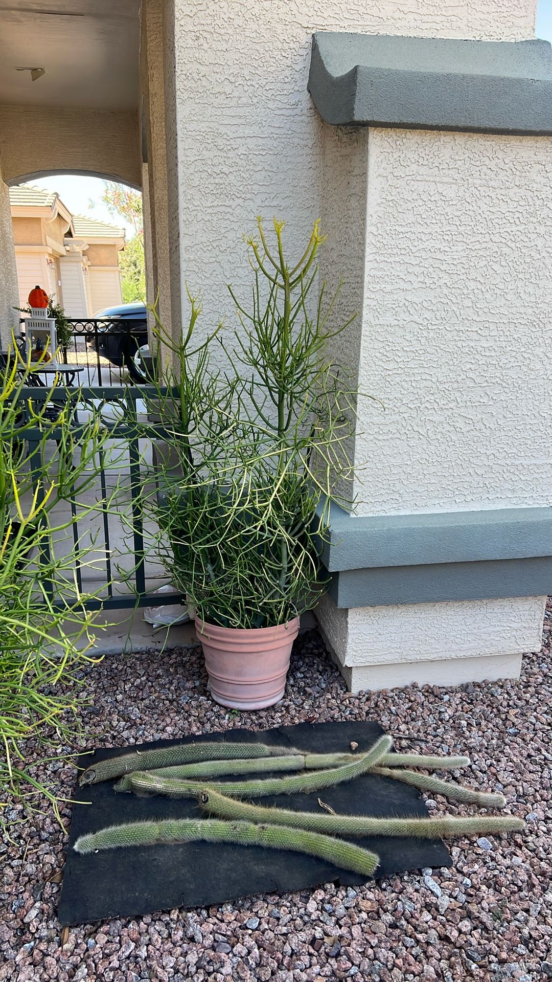 FIRESTICK SUCCULENT/Cactus