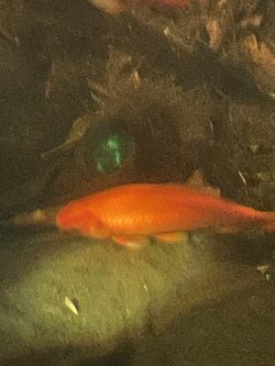 Gold Fish