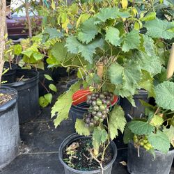 Muscadine Grape Tree