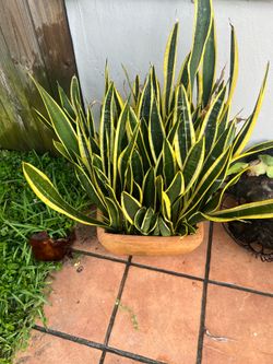 Terracotta pot with healthy plant