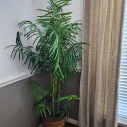 Artificial Plant Located In Wylie Measures 78".