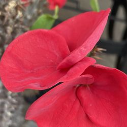 Corona De Cristo New Millonaria $35