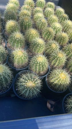 Golden barrel Cactus en maceta de 5 gallons su precio por cada uno es $25