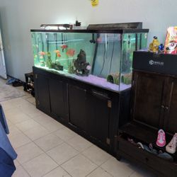 Fish Tank 