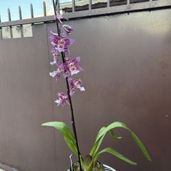 6” Oncidium Orchid 