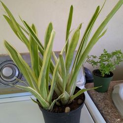 Potted Plant