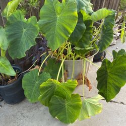 Elephant Ear Plant