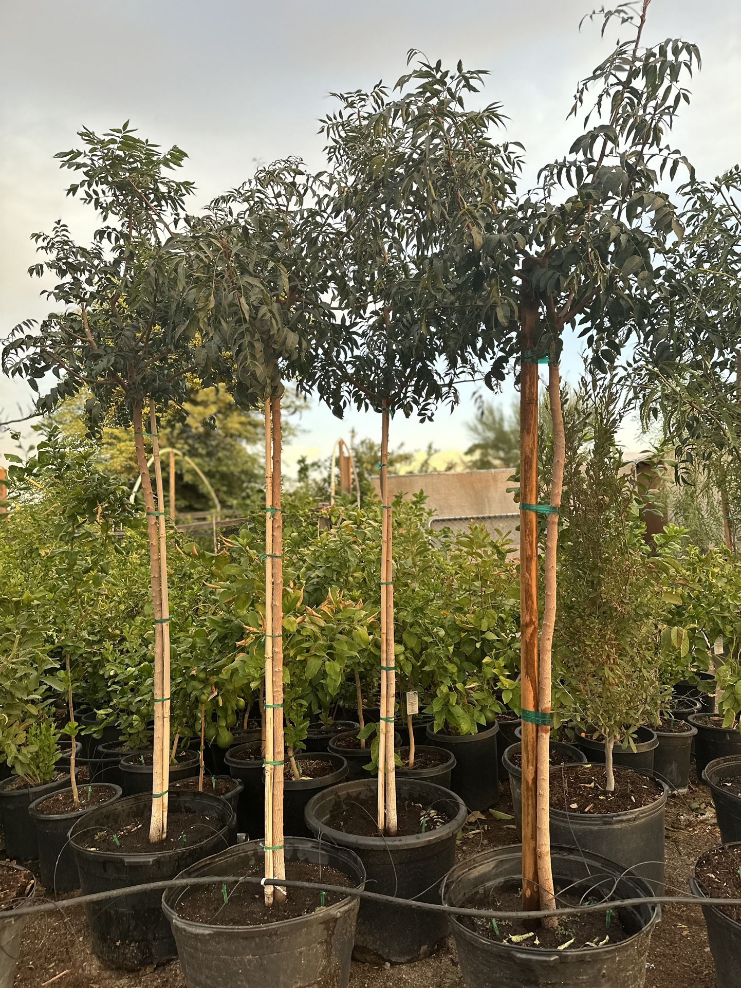 Red Push Pistache 25 Gallon $200