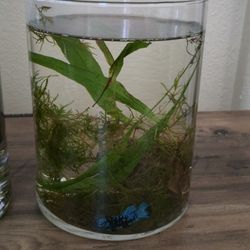 Cylinder Fish Tank