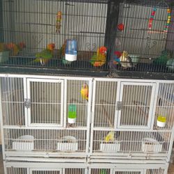 Birds Cage