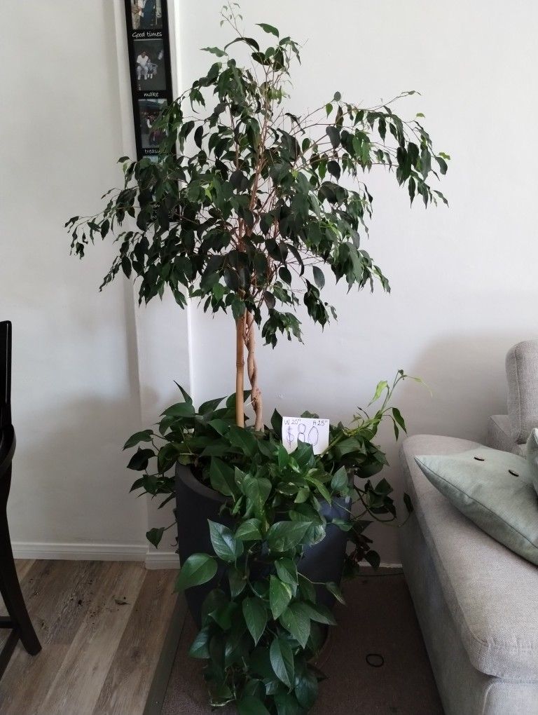 Indoor Plants For Sale for Sale in San Diego, CA OfferUp