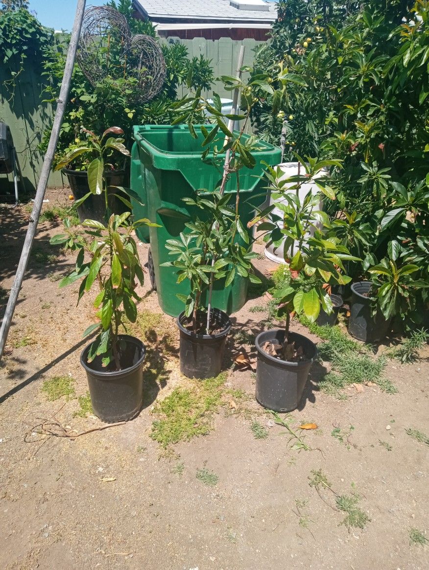 Avocado Plants Hass 3 To 4 Foot
