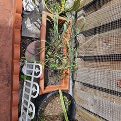 5$ Each Plant 
