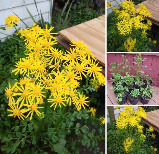 Perennial jacobaea plants$5-$6 Each pot