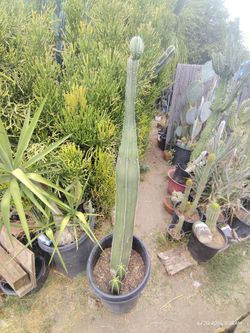 Fat Mexican fence post cactus over 4 ft tall