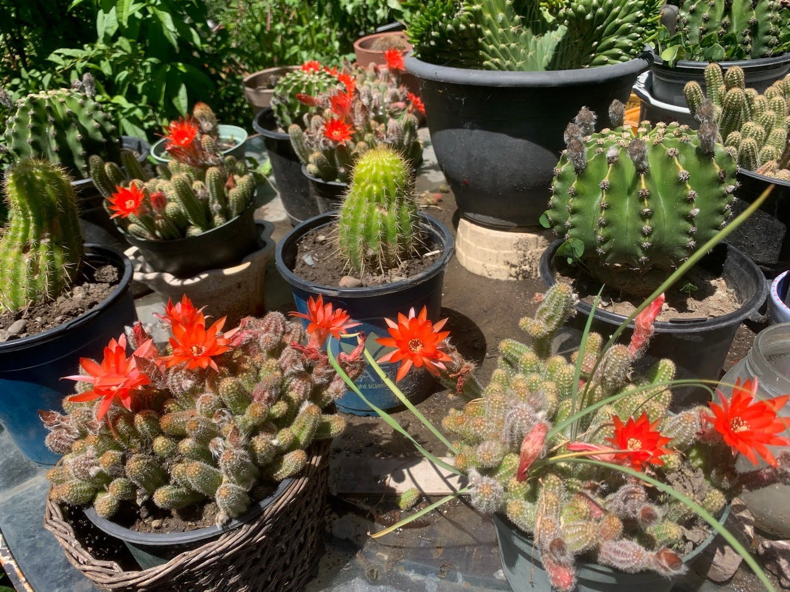 $20 each Beautiful Flower cactus plants