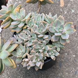 Fresh Succulents Plant