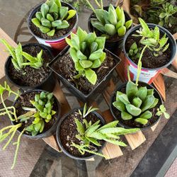 Repotted Succulents 
