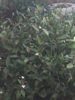 Purple Heart Plant aka Wondering Jew Ground Cover