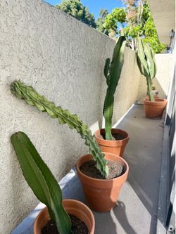 4 Cacti with Terracotta Clay Pots - $100 for all 4