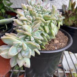 6 inch pot - Succulent plant - Graptosedum Hybrid - Rooted and Ready to be planted - Drought resistant 