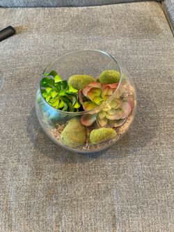 Glass jar with Succulent plants
