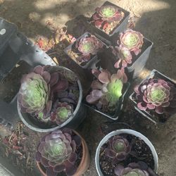 Succulents 