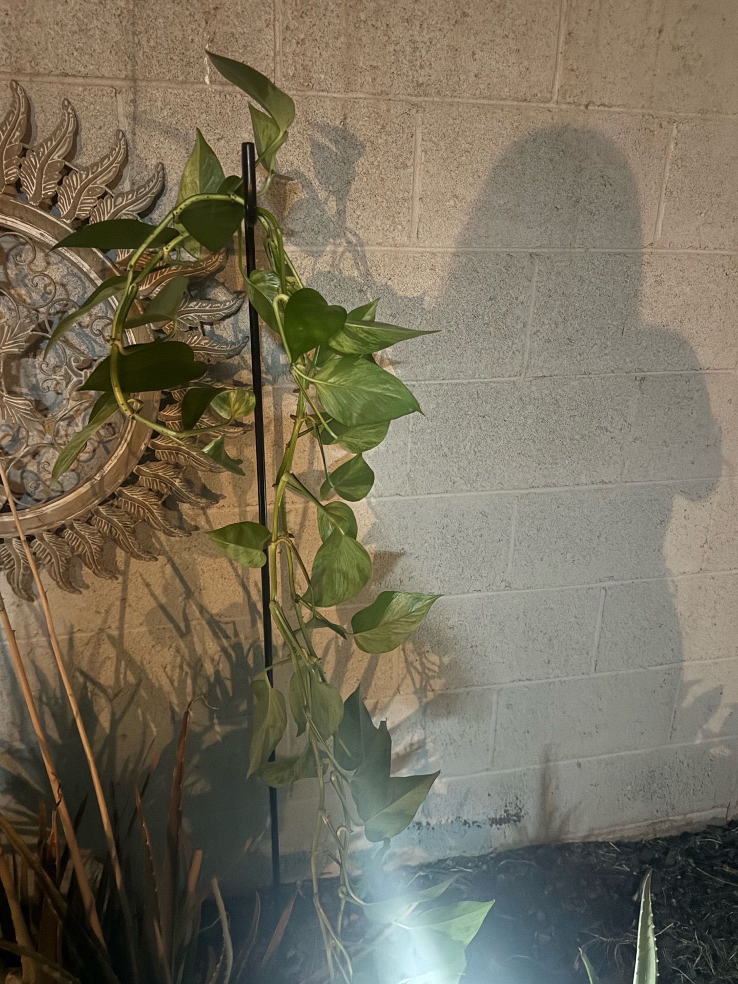 A plant in a tall golden pot, with very long leaves and a long trailing stem (tail)