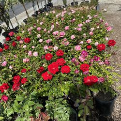 Rose Bush