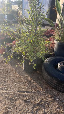 Jade plant elephant ears